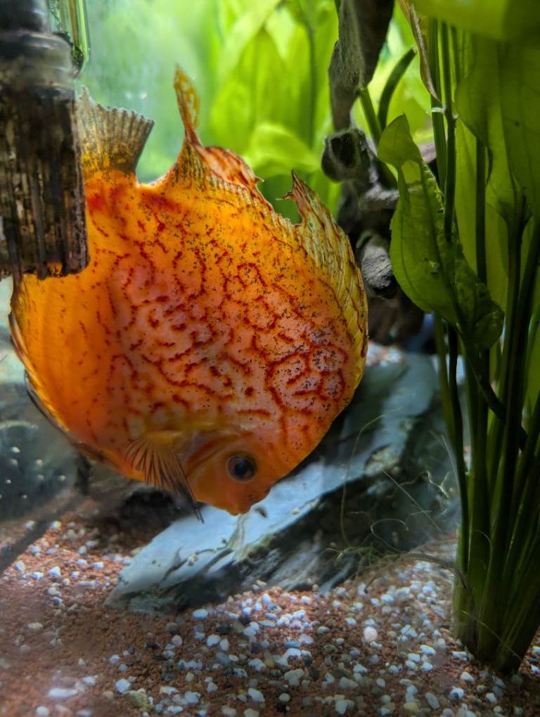Discus Fish