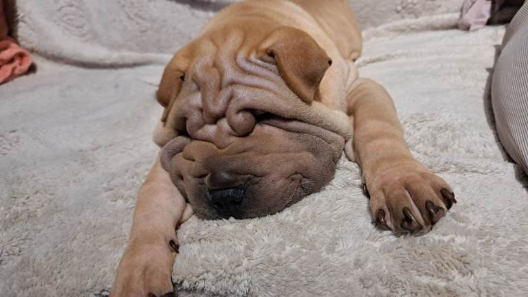 Shar pei puppy 