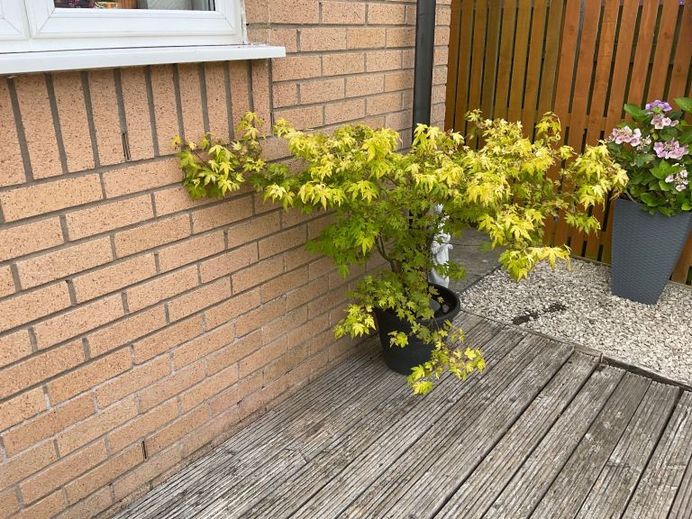 Lovely mature acer tree in pot
