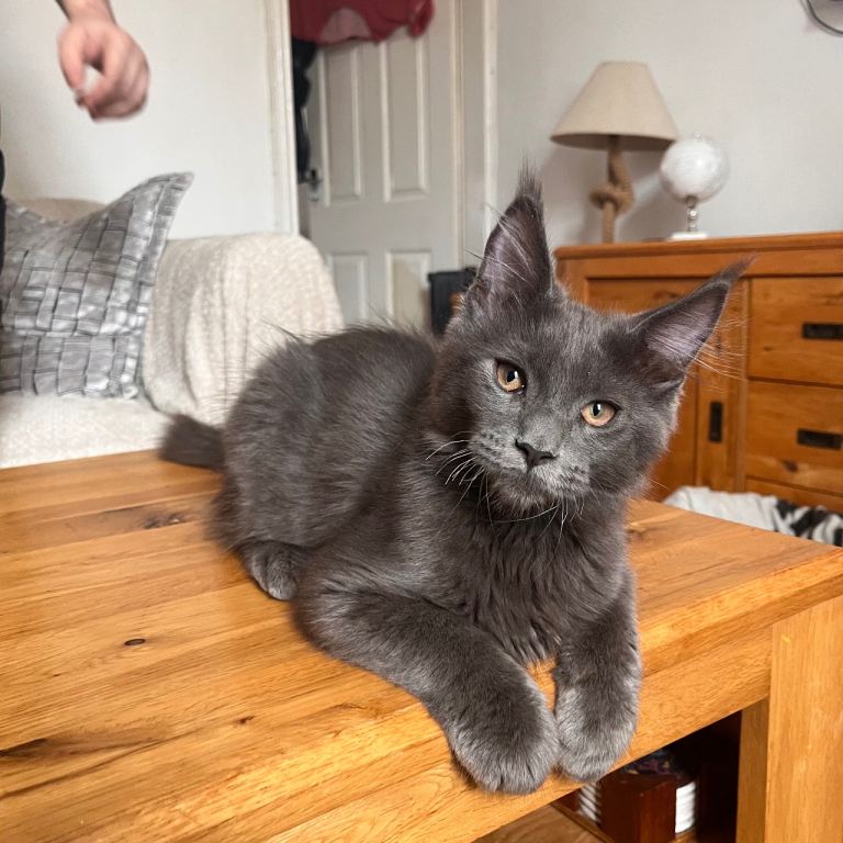 Last one -  Male Maine Coons kitten for sale