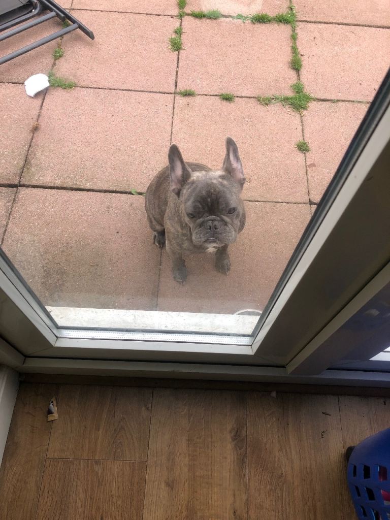 French bulldog 