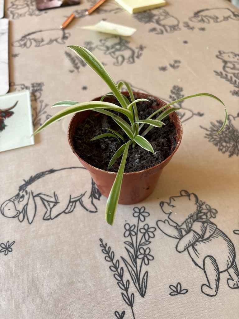 Indoor spider plant