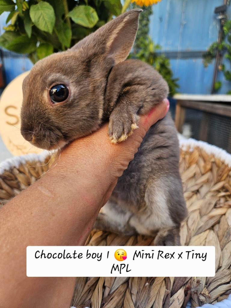 Mini Rex x Tiny Mini Plush Lop