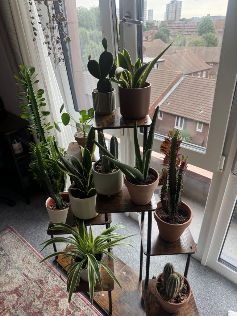 9-Tier Plant Stand with Variety of Houseplants – 120