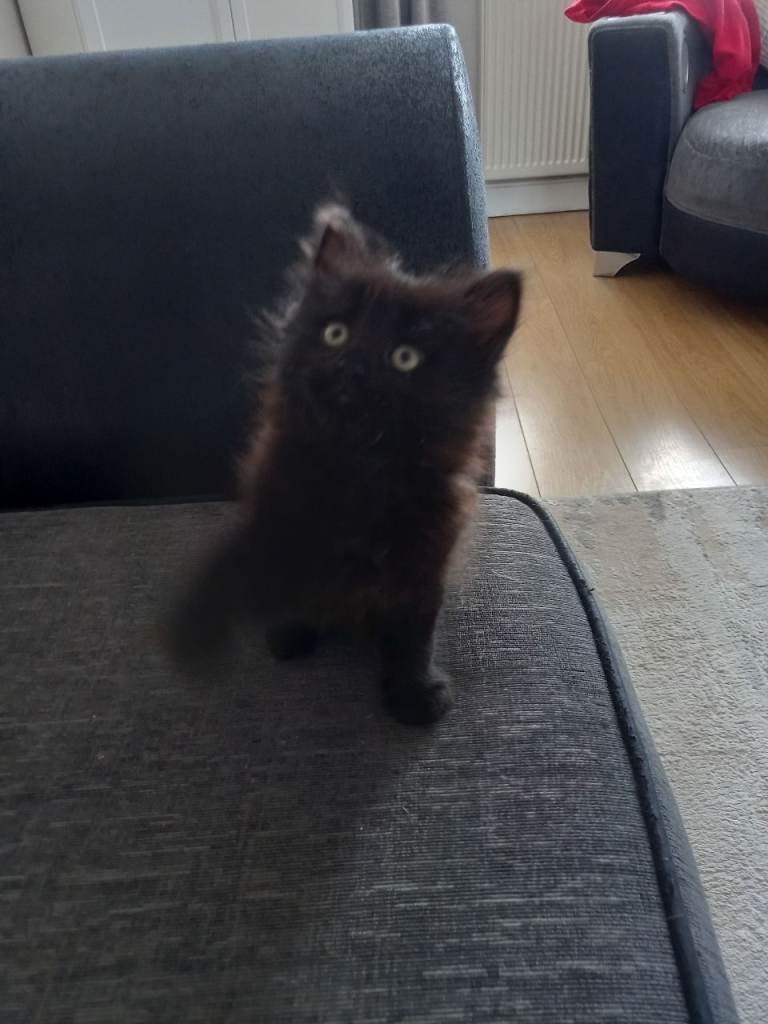 Cute playful kittensc