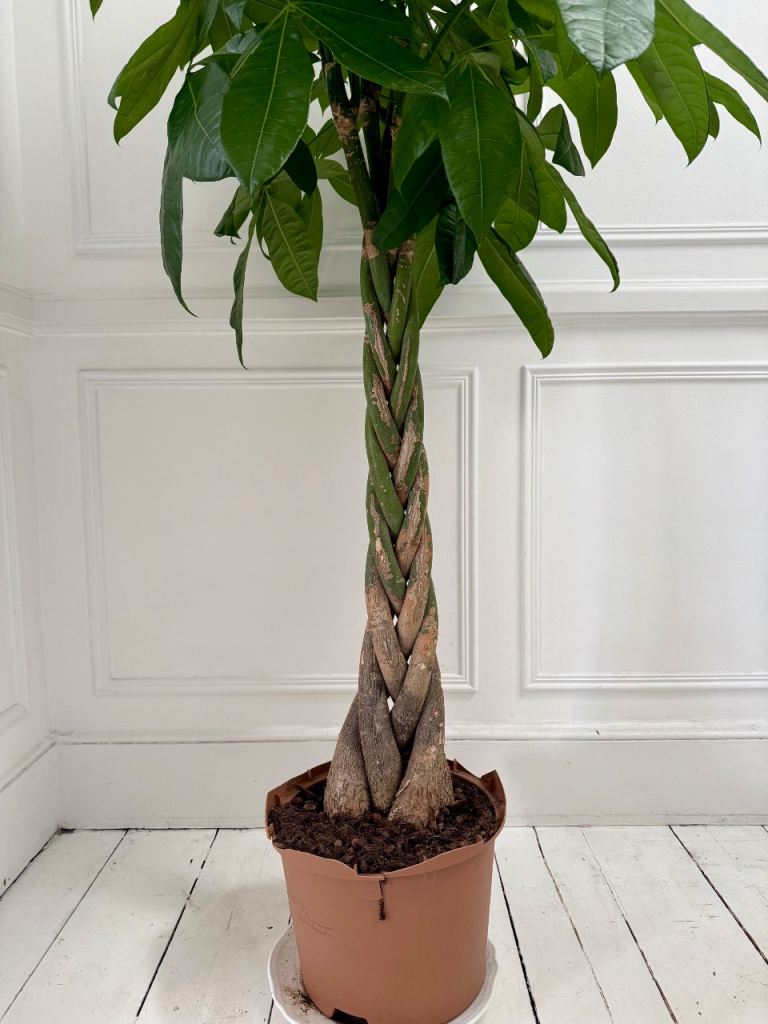 Pachira Aquatica Real Indoor Plant Tree Twisted Stem