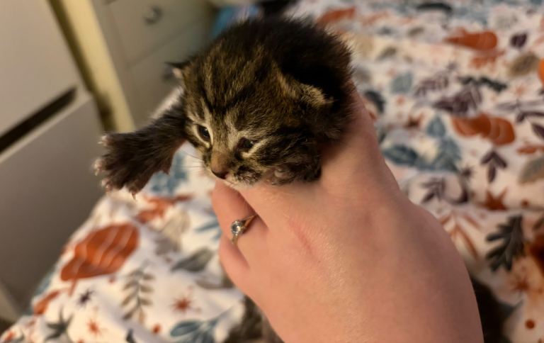 Beautiful Fluffy Kittens 