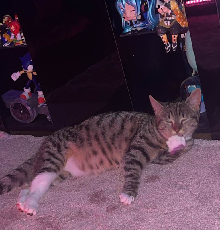 Cat 