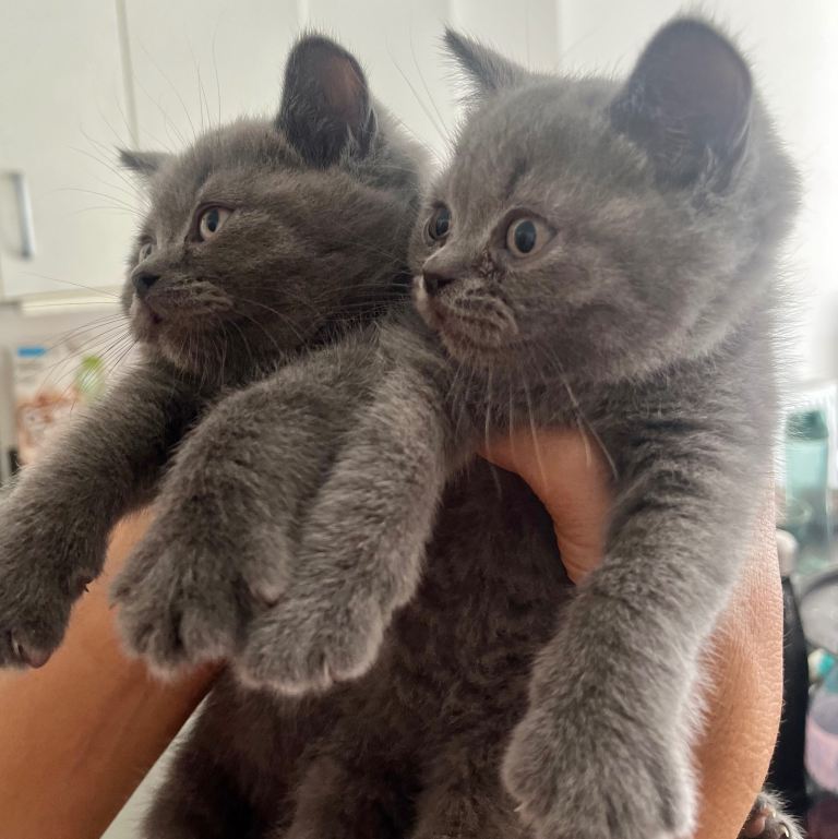 British short hair kittens ready now any reasonable offers 5 boys available