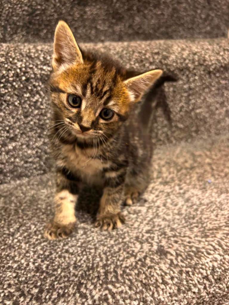 4 lovely tabby kittens for sale 
