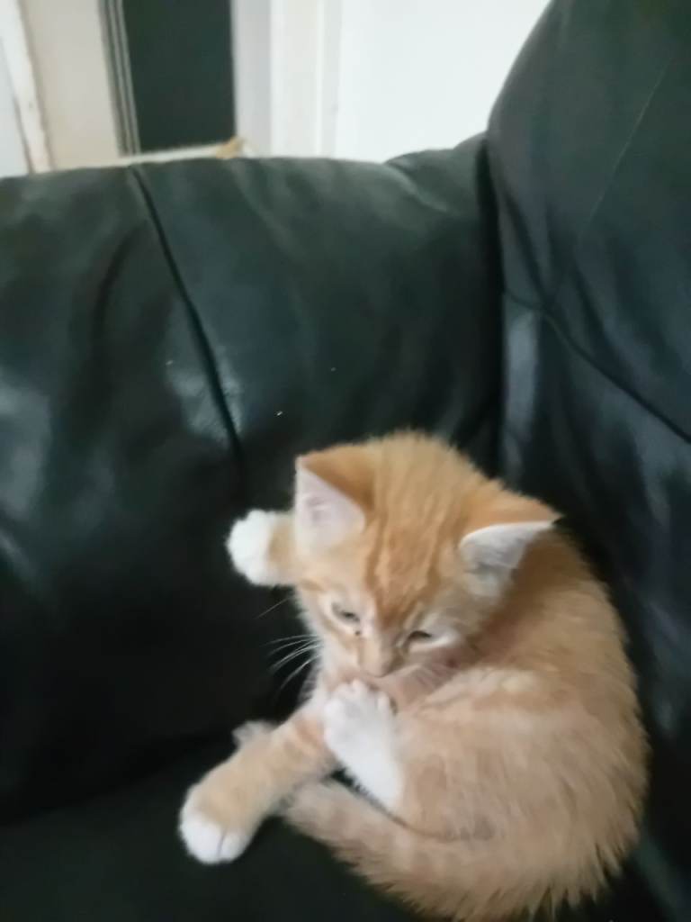 Ginger and white kitten