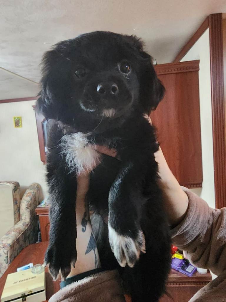 Furry puppies looking for new home 