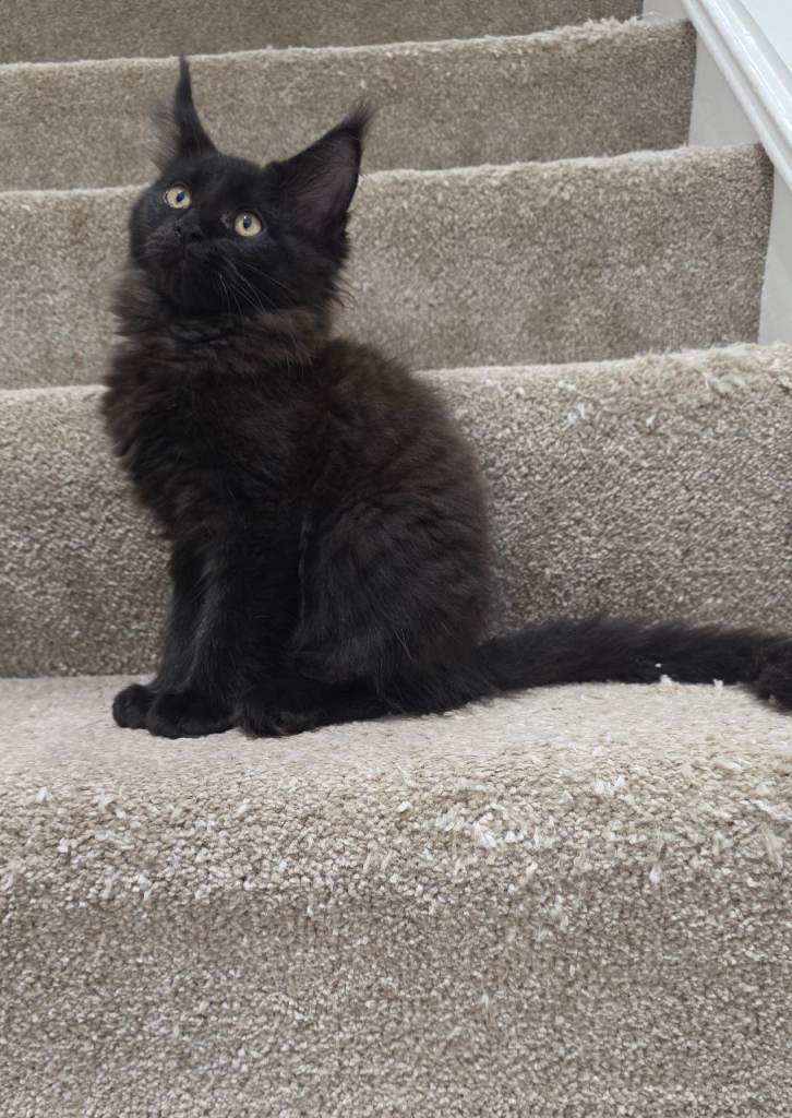 Stunning Maine Coon Kittens Ready to leave 