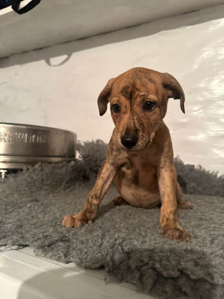Lurcher pups