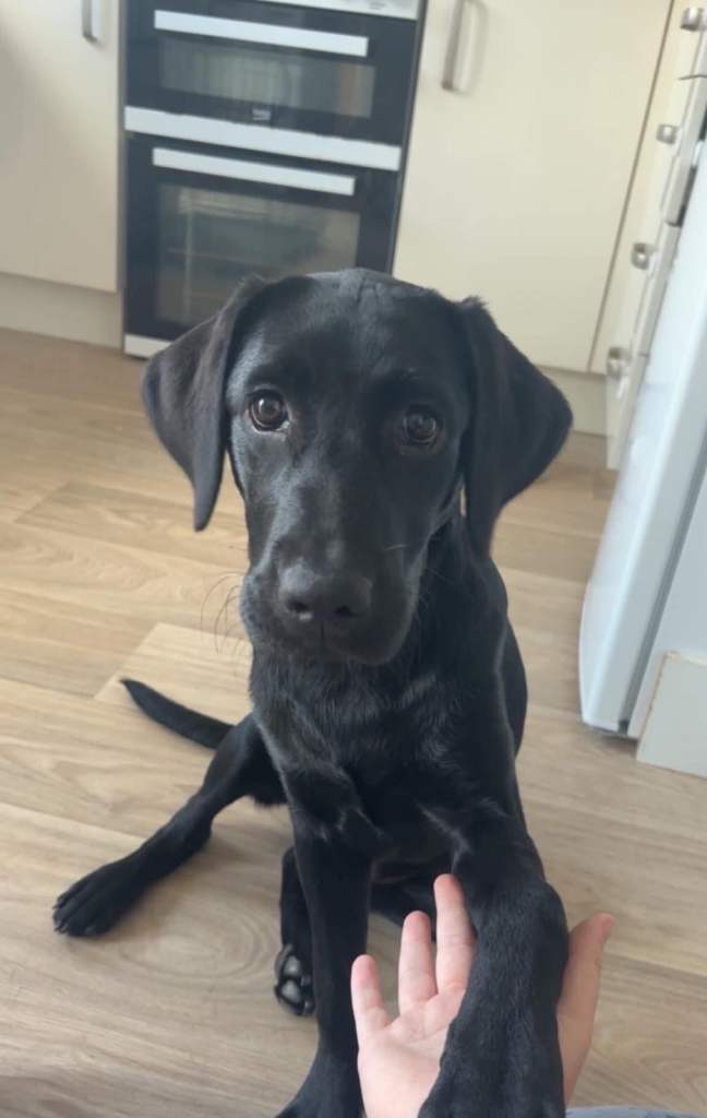 Labrador retriever 6 months old 