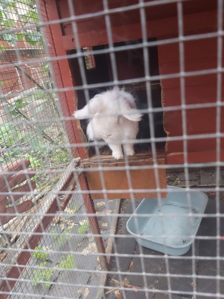 Rabbit for sale very cute fluffy 