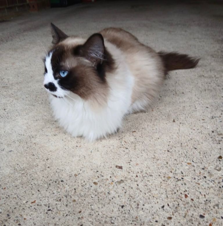 Beautiful Friendly Ragdoll Cat – 3 Years Old – Looking for Loving Home