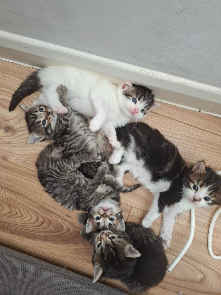 Fluffy kittens