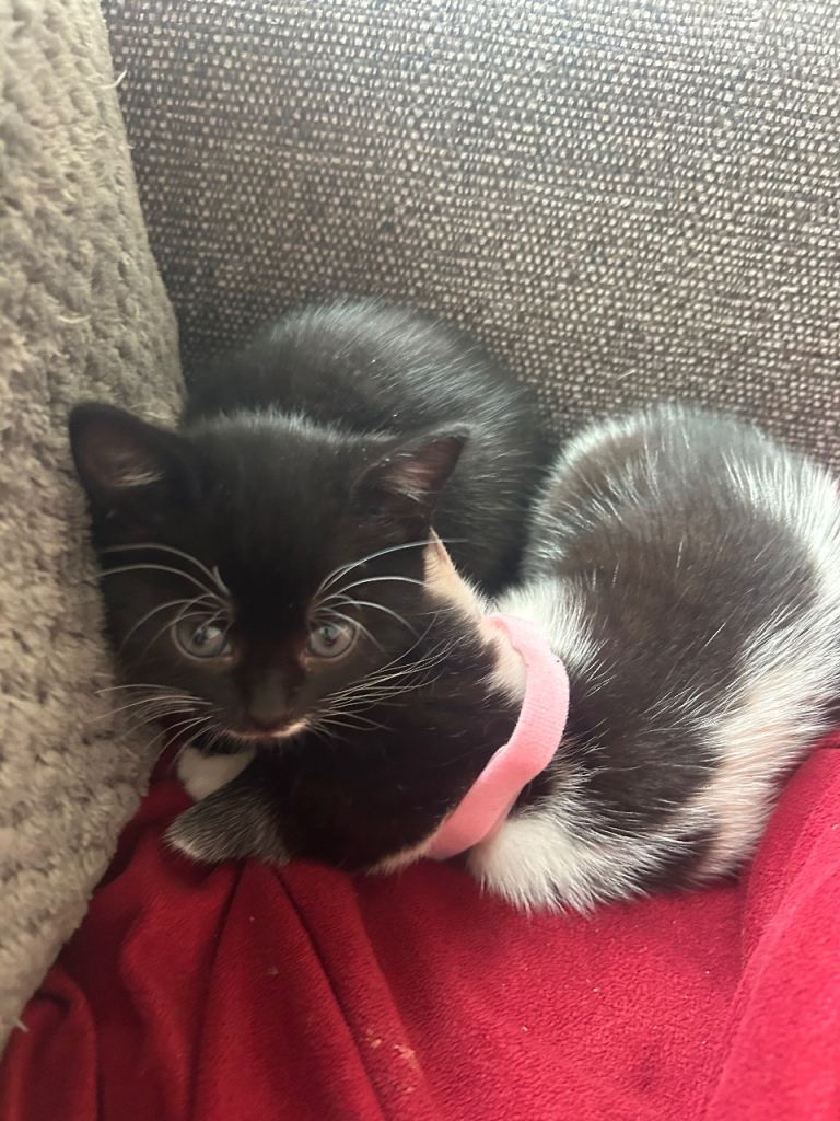 Little kittens looking for forever homes