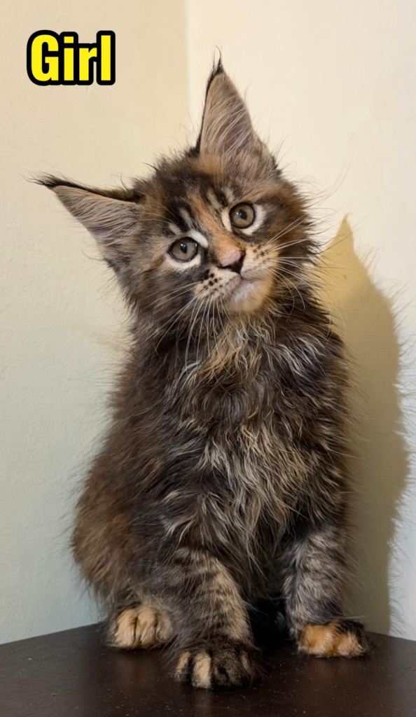 Beautiful purebred maine coon kittens