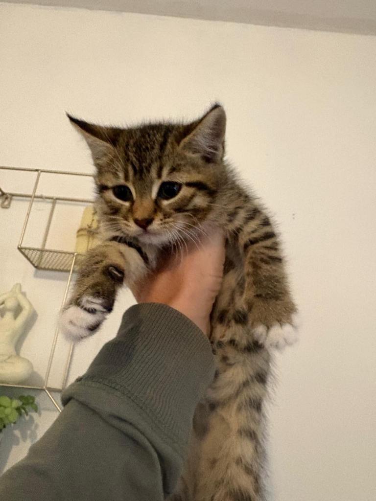 Mixed litter of kittens