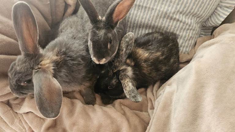 Baby bunnies ready now 