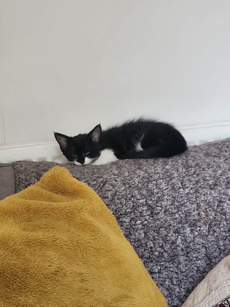 Cute kittens 