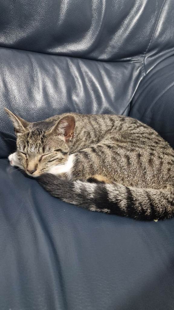Beautiful kitten 