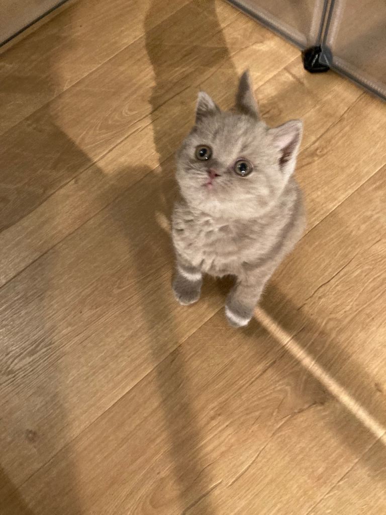 Kittens 