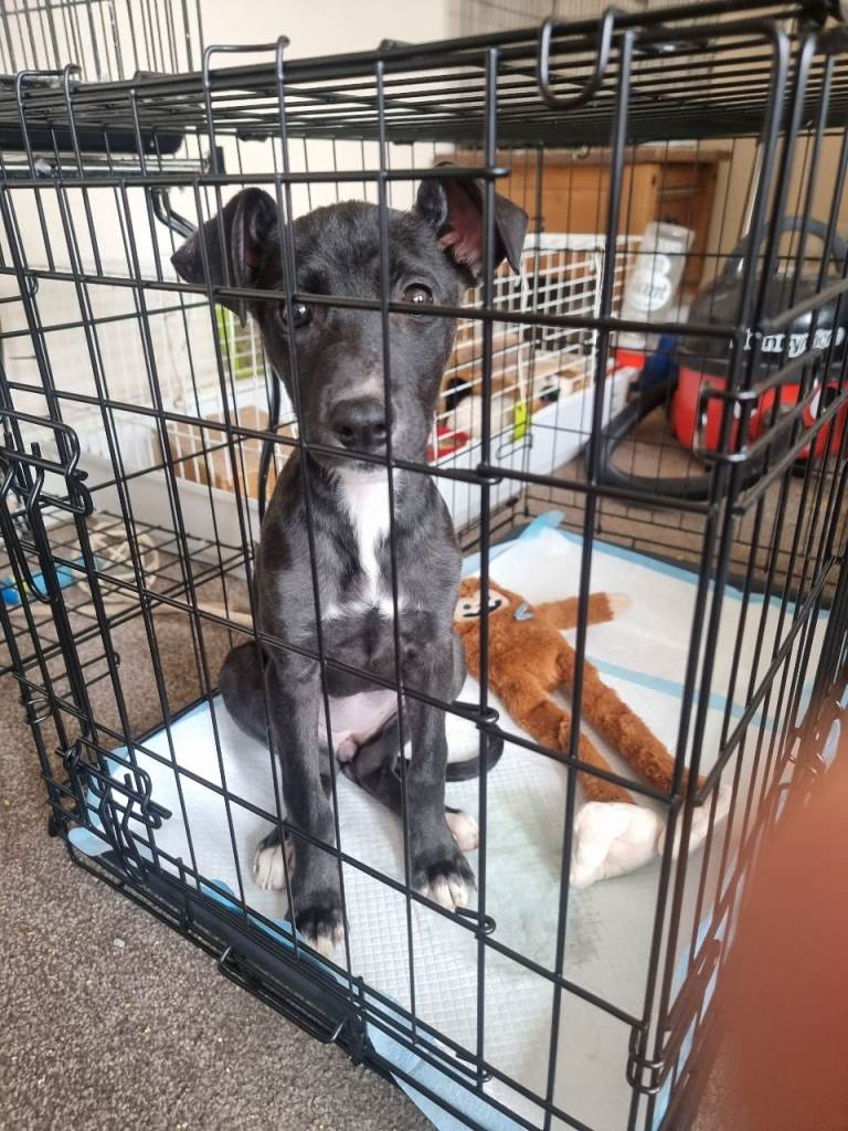 Cute and loveable dog looking for a new home