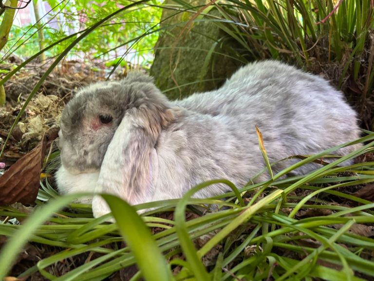 Extremely Tame French Lop Rabbit