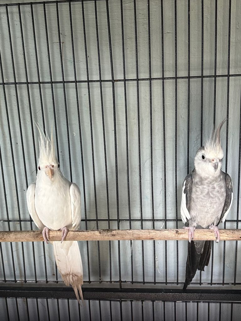 Cage with Coctail 