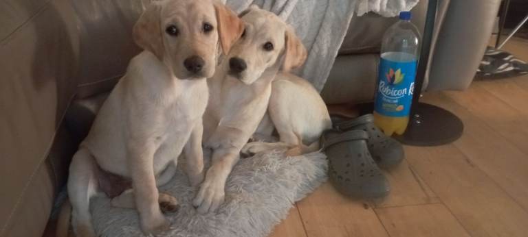 COSMO and Candy need new home