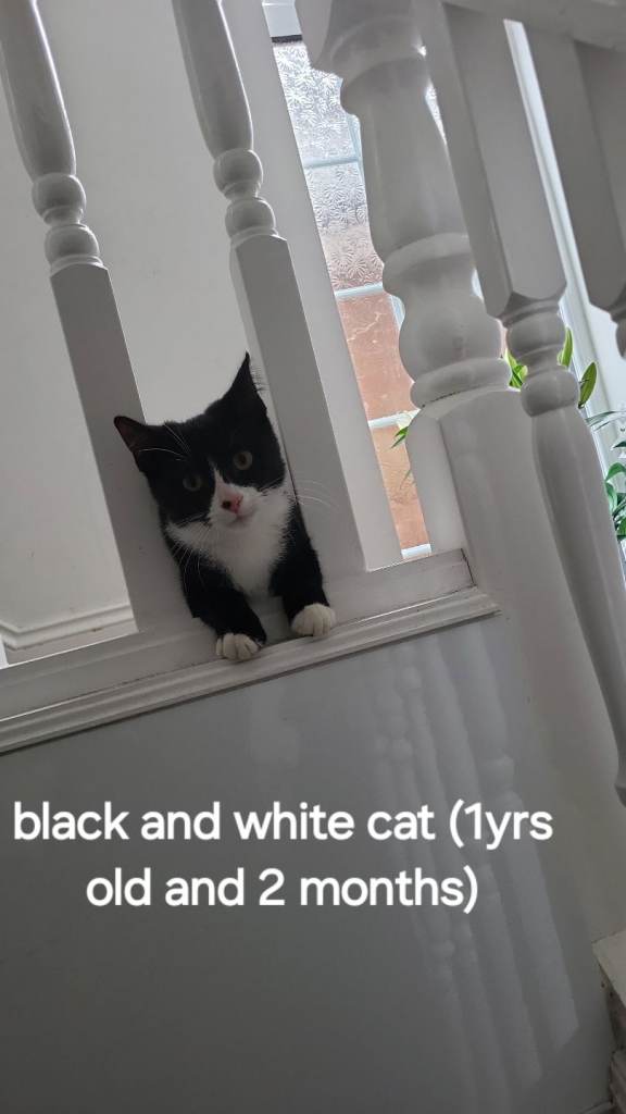 CAT AND KITTEN FOR SALE URGENT