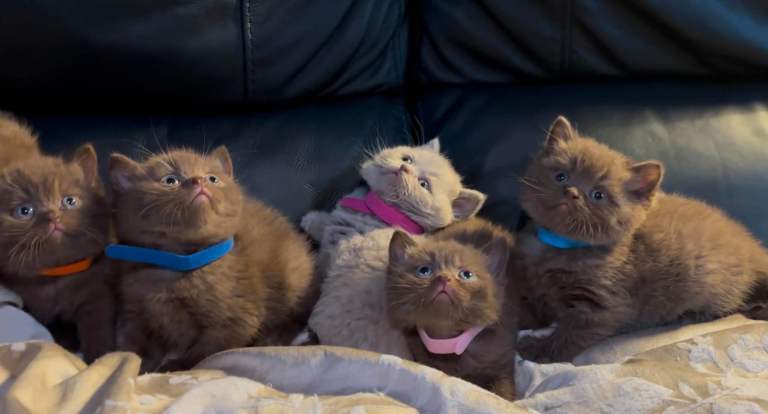 Beautiful chocolate kittens for sale 