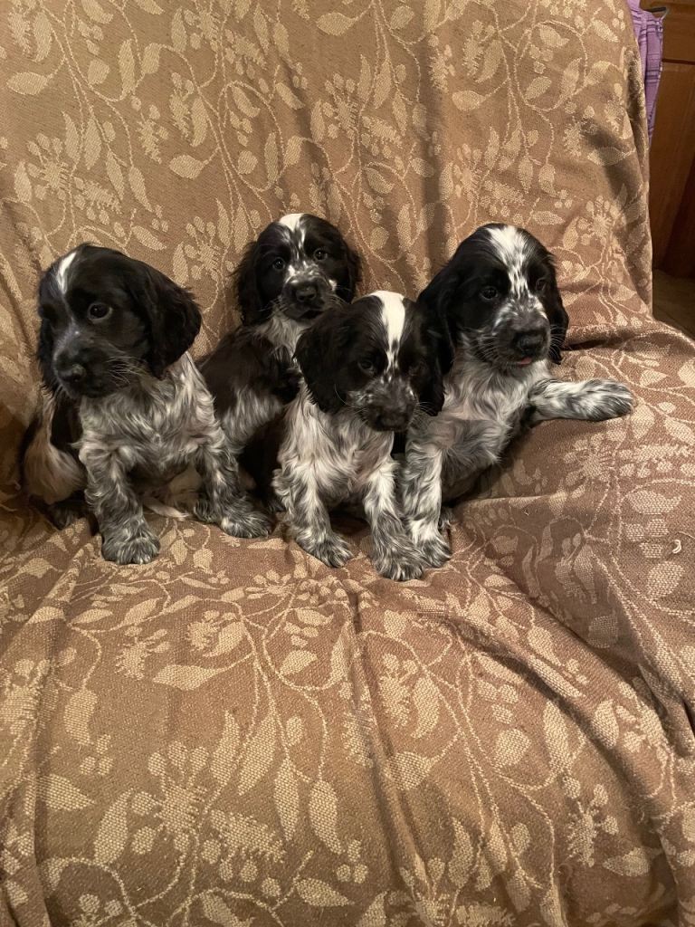 KC Registered Cocker Spaniel Pups