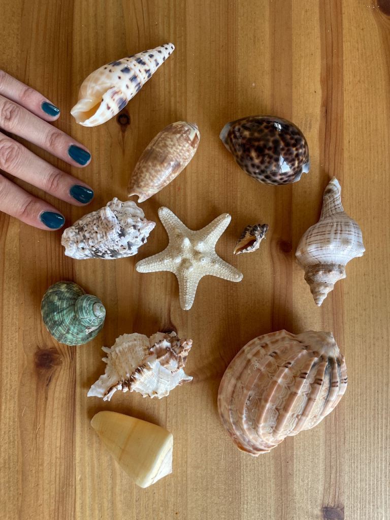 Collection of Sea Shells and Starfish – Various Sizes