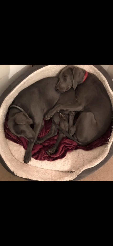 Blue weimaraners, 4 sisters looking for good homes
