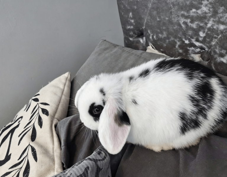 Beautiful Mini lion lops - 2 left