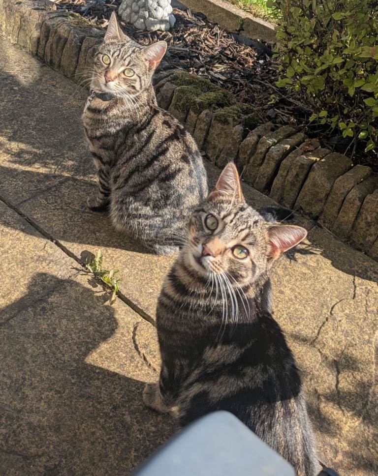 Cats in need of a loving home 