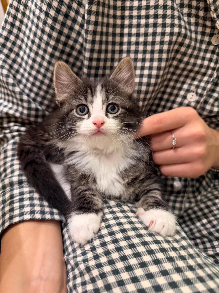 Friendly Healthy Kittens 