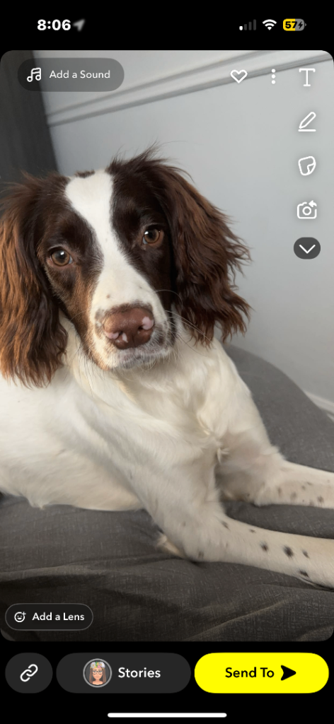 Springer spaniel 