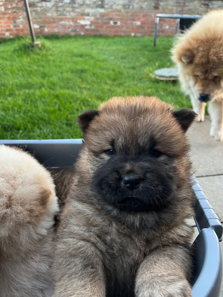image for Gorgeous Chow Chow Puppies Raised in a loving Home
