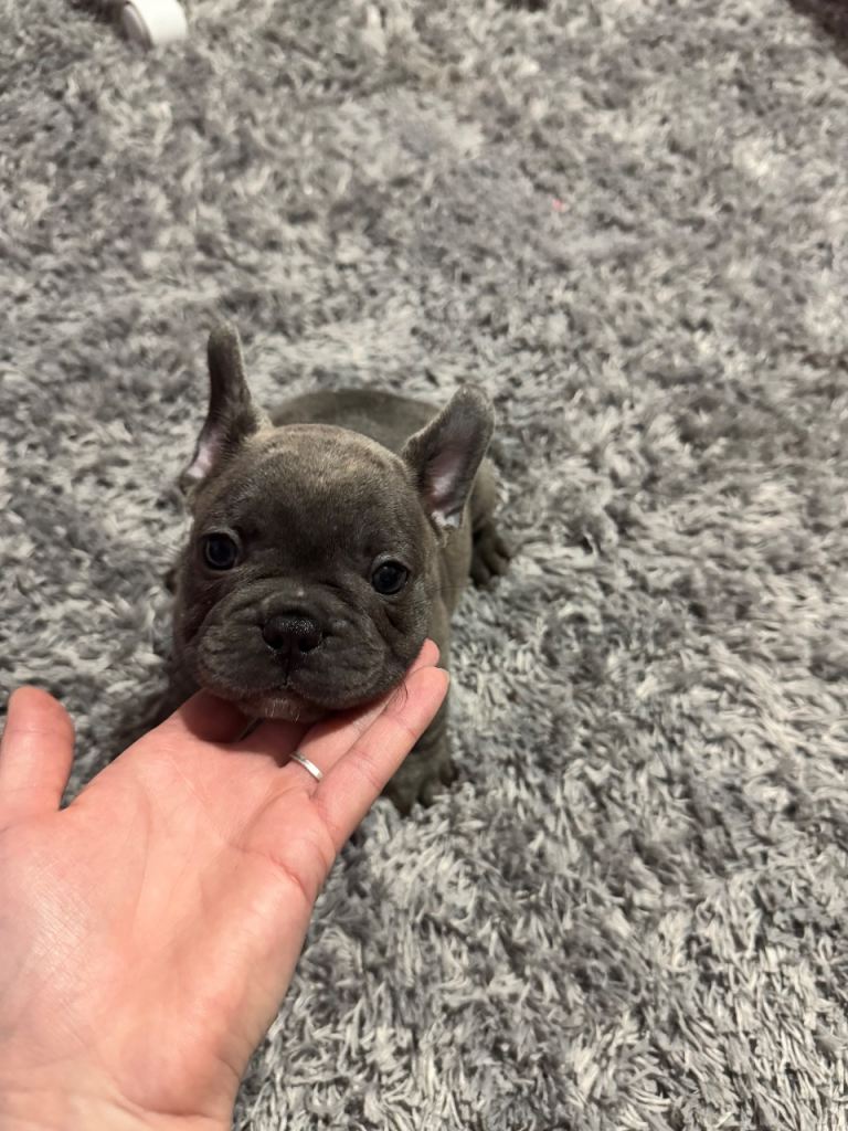 French bulldog puppy for sale