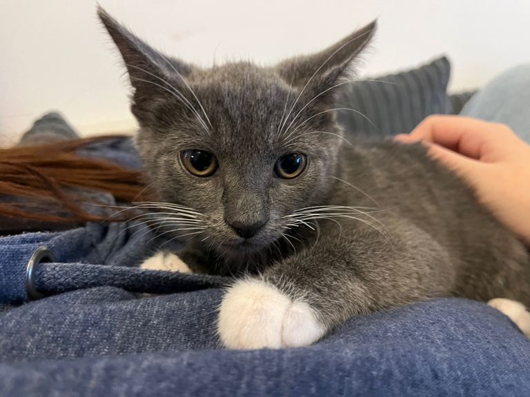 kitten