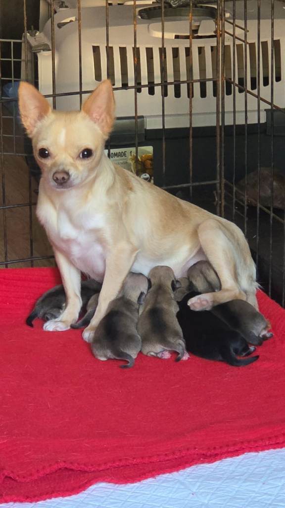 Chihuahua  pups