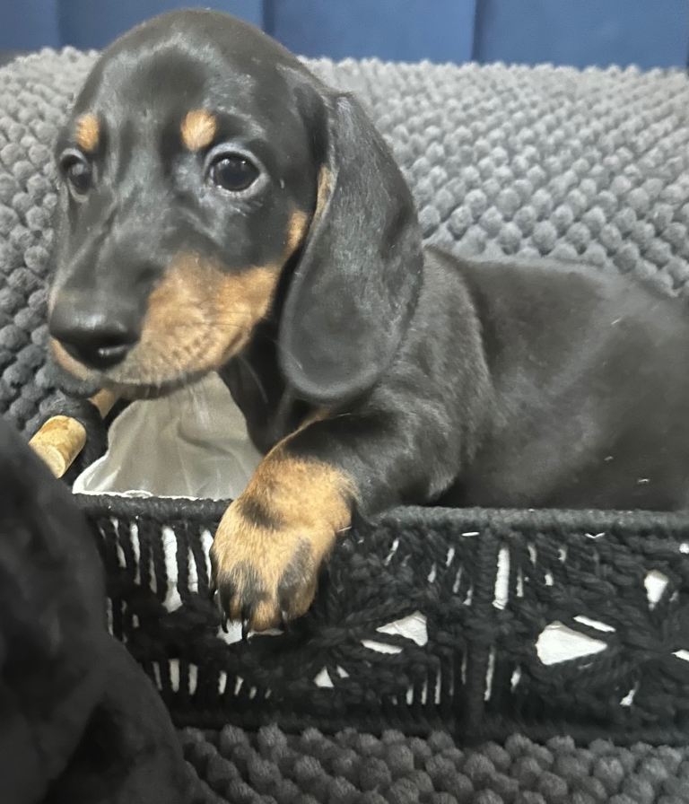 Adorable Miniature Dachshund puppies please read below for details 