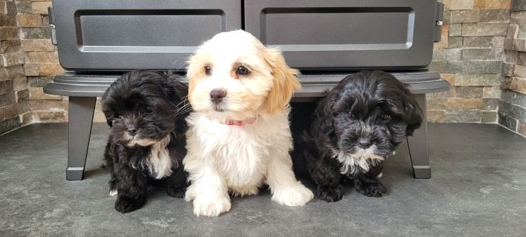 Cavapoochon 