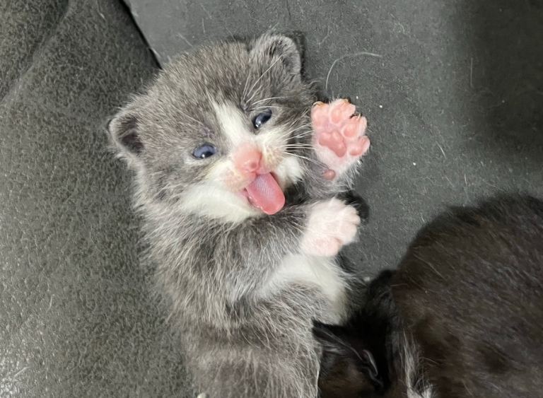 Kittens 8weeks on 23rd may 