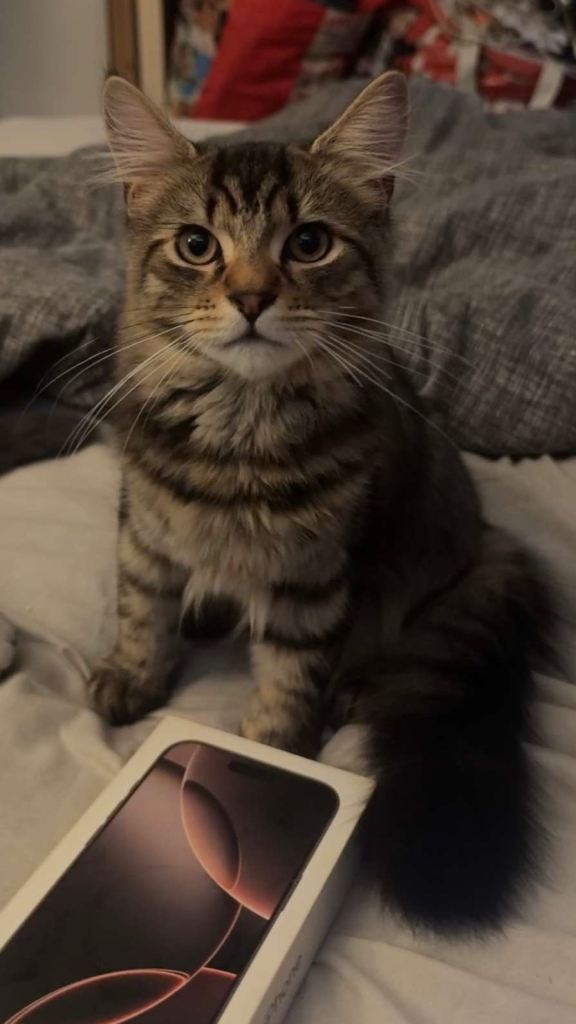 Beautiful Fluffy Brown Tabby Female Kitten 🤎🐾
